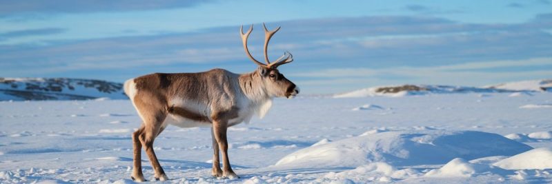 A reindeer standing in the snow in the arctic