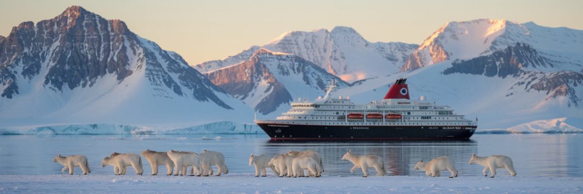 Arctic wildlife in Franz Josef with Cruise ship on the background