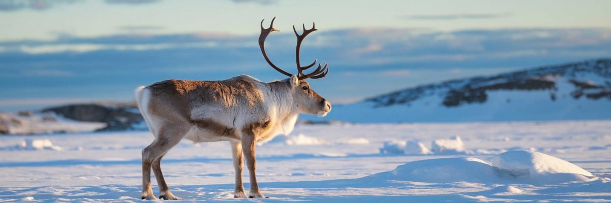 Reindeer standing in the snow in the arctic