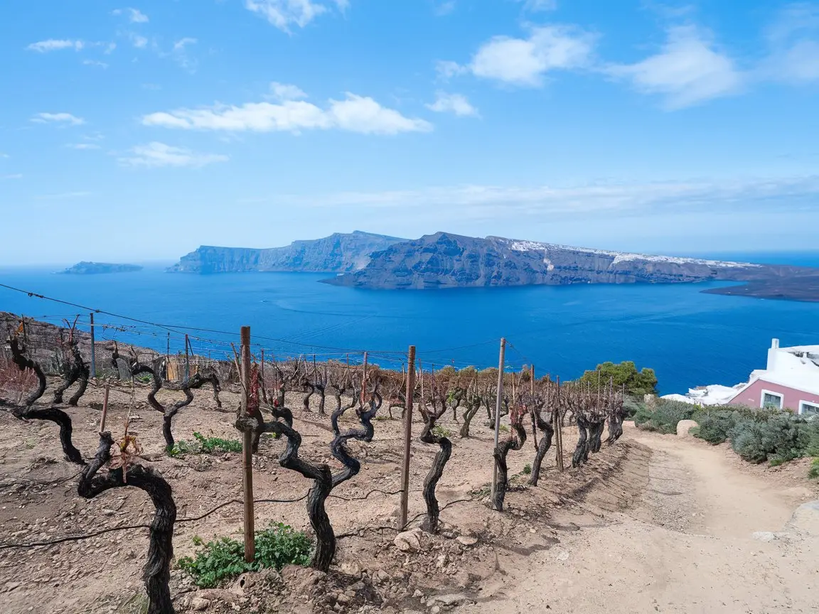 Santorini's unique basket-shaped grapevines create distinctive photo opportunities,