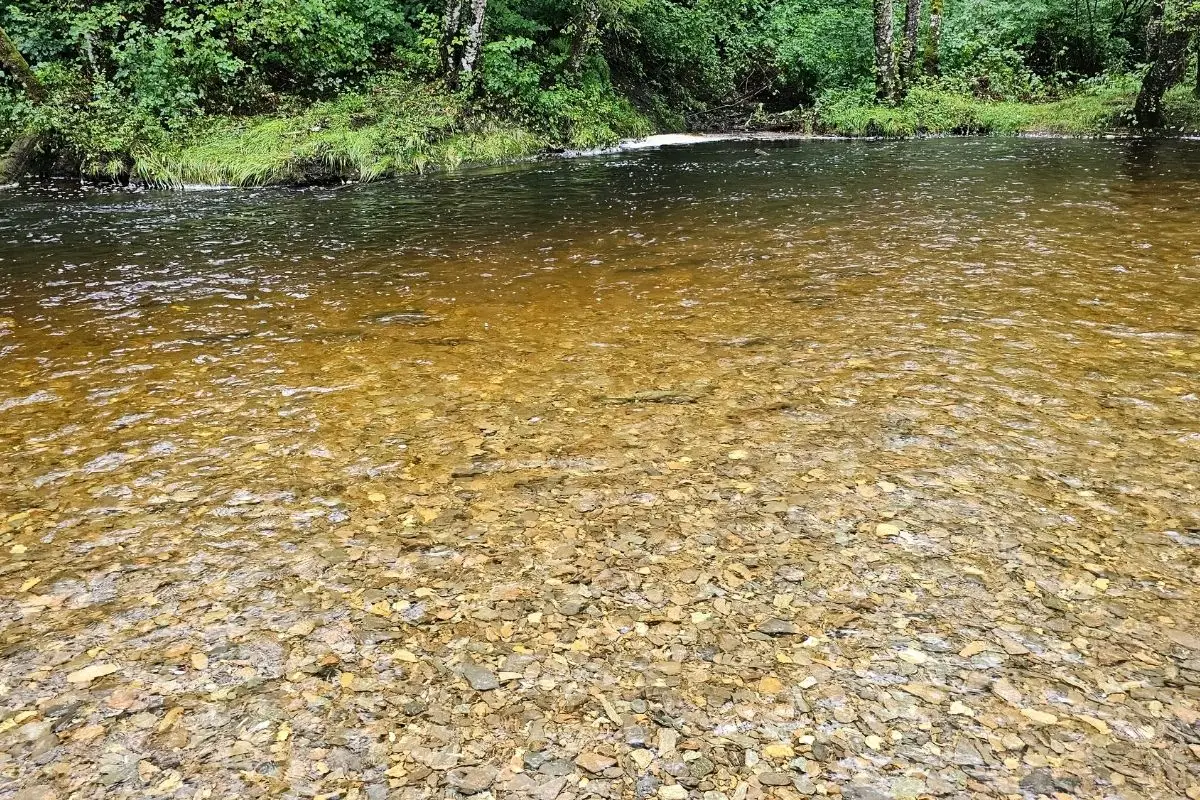 Ketchikan Alaska Cruise Port Complete Guide - downtown and salmon