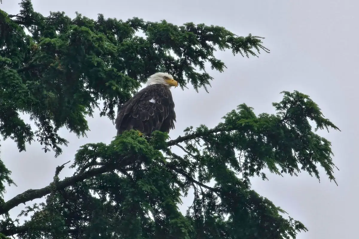 Ketchikan Alaska Cruise Port Complete Guide - downtown and salmon