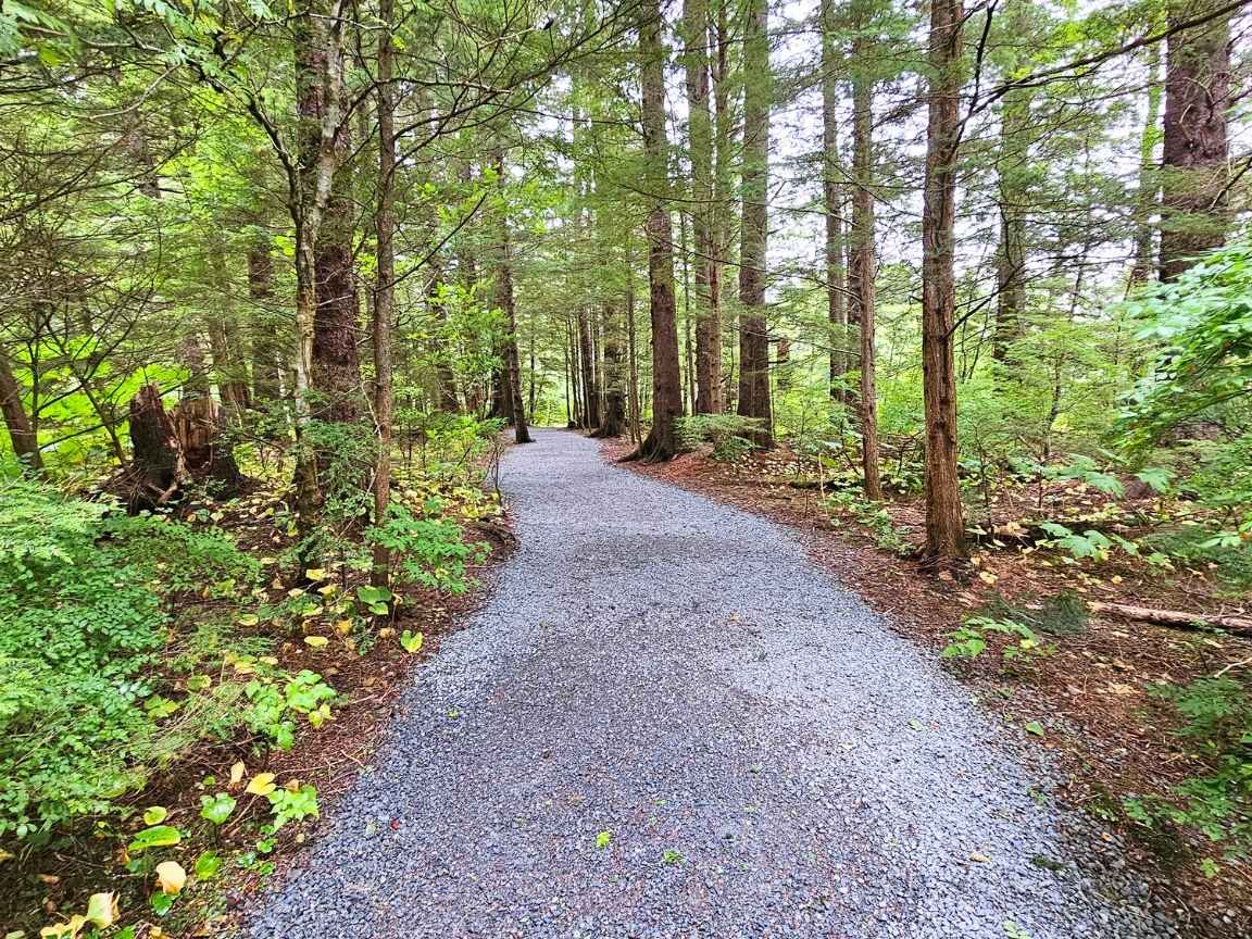 Short bush walk to see the salmon in Sitka
