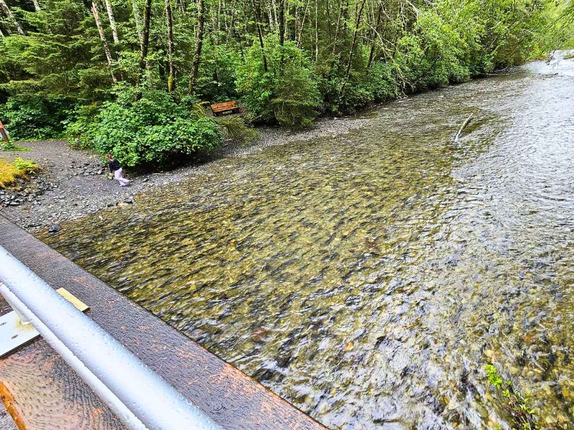 Fantastic view of the river full of salmon.