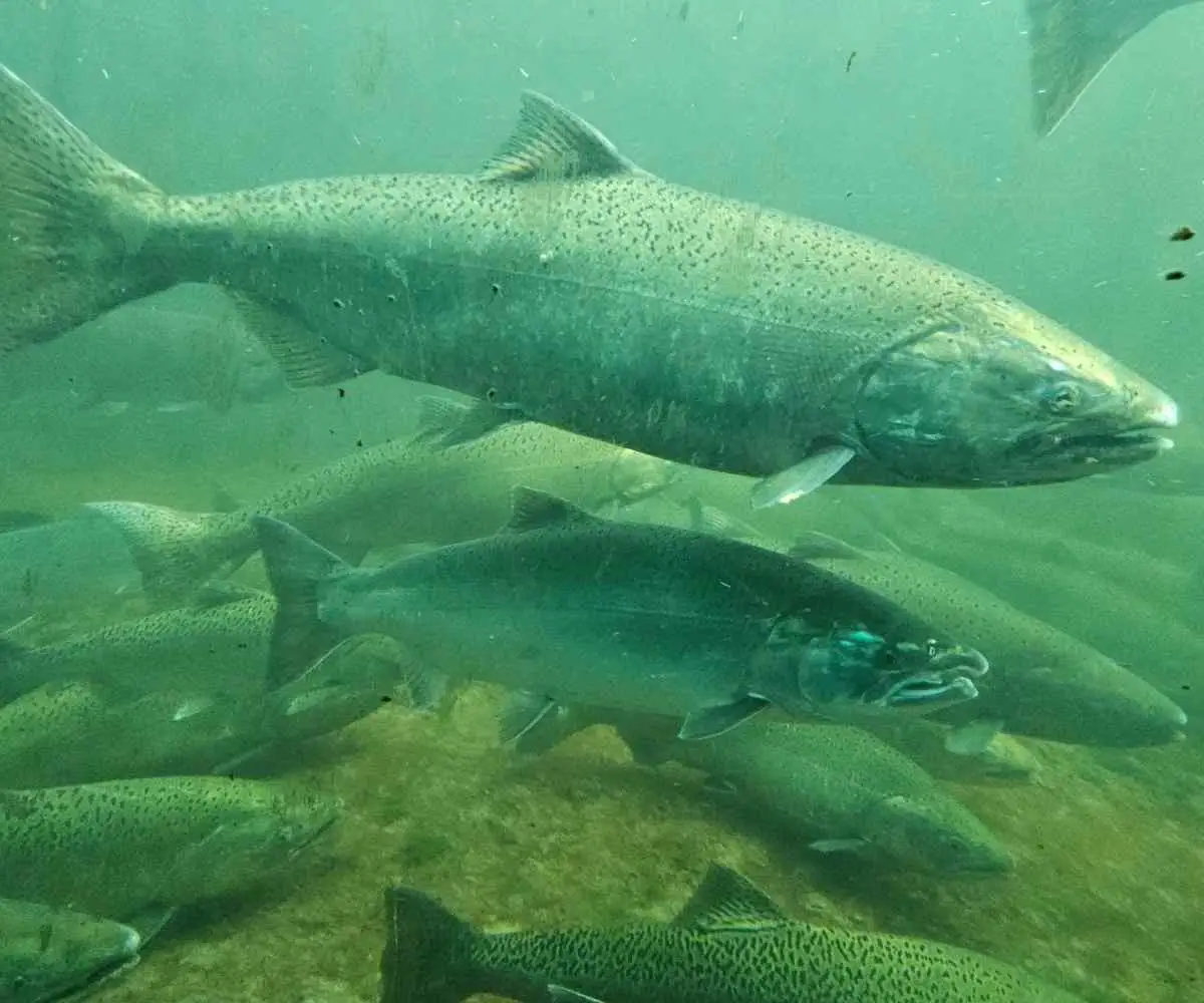 Cruise Port of Seattle in the USA - Salmon at the locks viewing