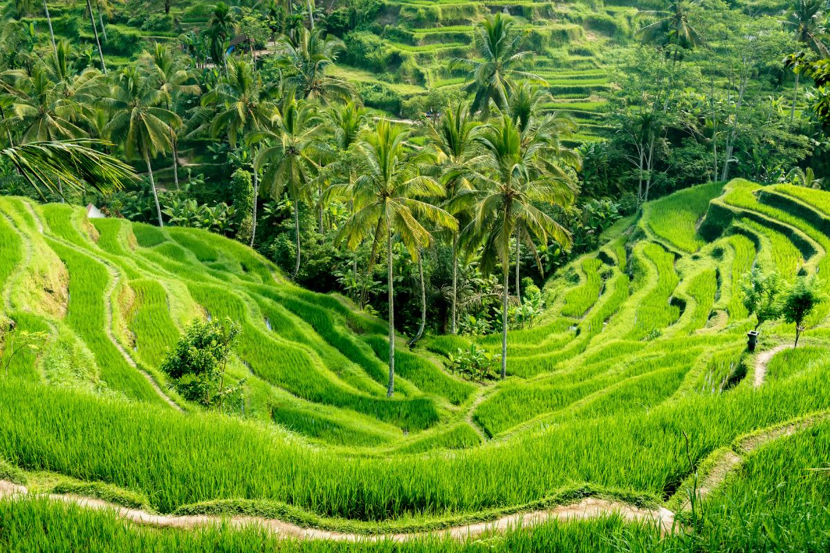 Lush green terraced rice paddies with palm trees at Tegallalang rice terraces near Ubud Bali